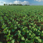 Ni trop, ni trop peu ou comment fertiliser efficacement son colza ?
