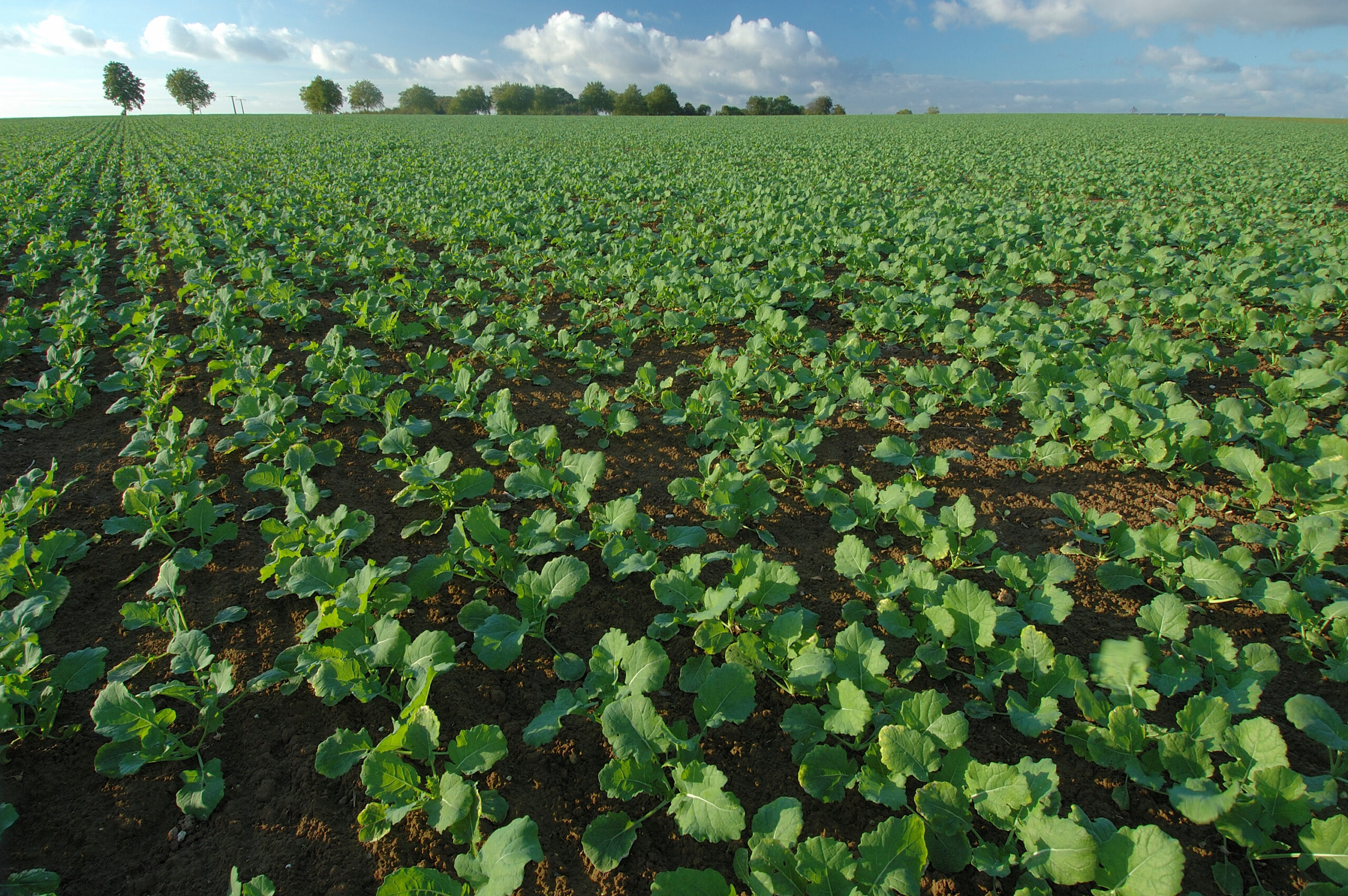 Ni trop, ni trop peu ou comment fertiliser efficacement son colza ?