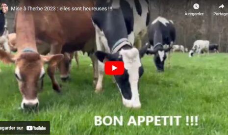 Les étapes pour une mise à l&rsquo;herbe réussie