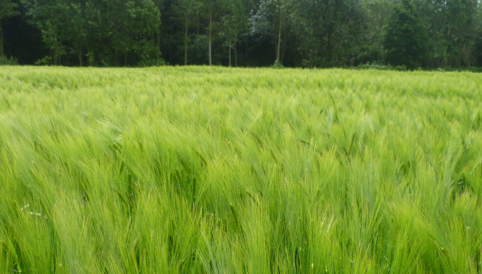 Les intérêts du traitement de semences Systiva® de BASF pour la protection fongicide des orges