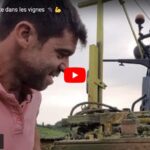 Avancement de la végétation dans les vignes