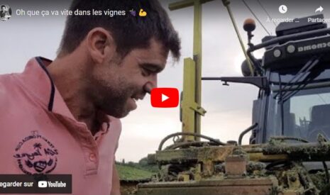 Avancement de la végétation dans les vignes