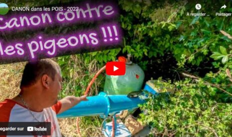 Utilisation d&rsquo;un canon pour disperser les pigeons