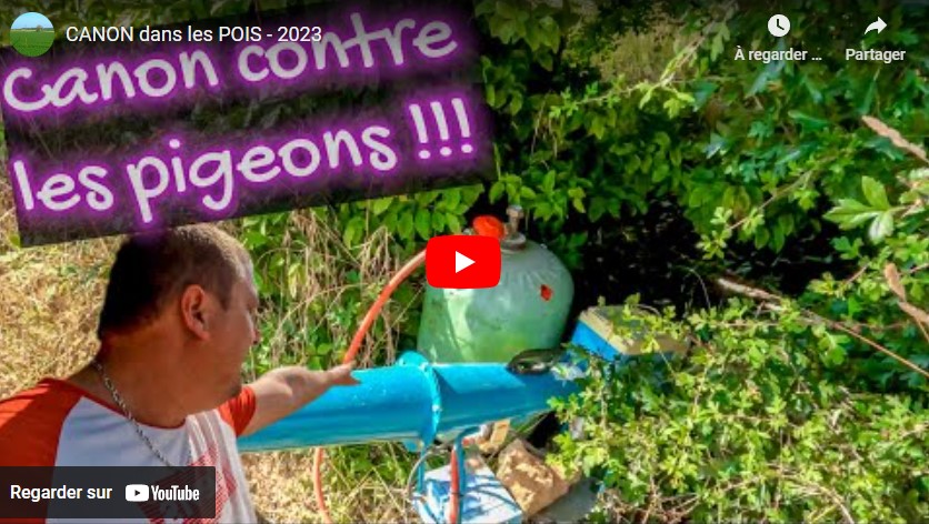 Utilisation d&rsquo;un canon pour disperser les pigeons