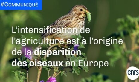 Déclin des oiseaux ou déclin de l&rsquo;éthique scientifique ?