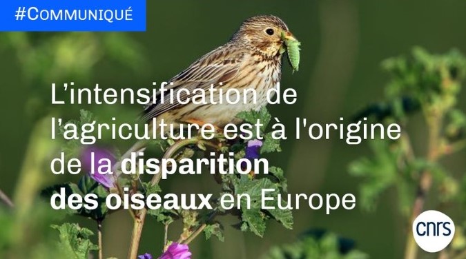 Déclin des oiseaux ou déclin de l&rsquo;éthique scientifique ?