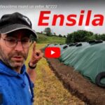 Ensilage et comparatif entre une faucheuse frontale et une conditionneuse