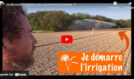 Sécheresse et irrigation pour sauver les tournesols