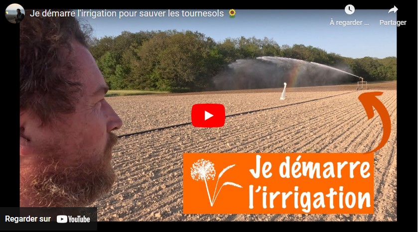 Sécheresse et irrigation pour sauver les tournesols