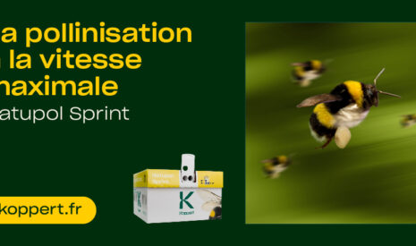 Koppert relève les défis de la pollinisation pendant les vagues de chaleur