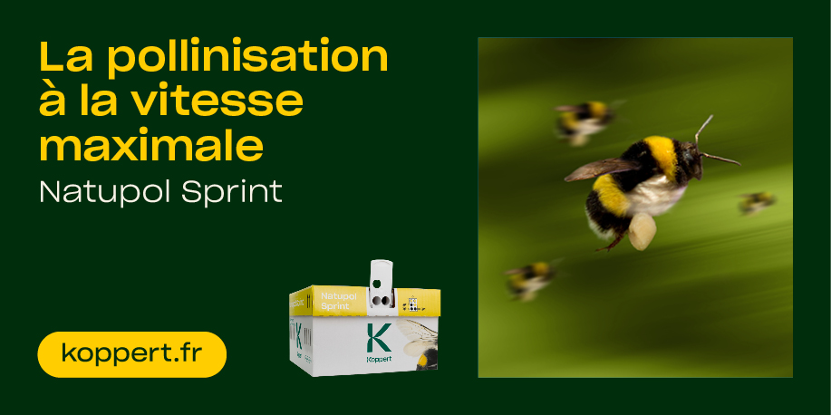 Koppert relève les défis de la pollinisation pendant les vagues de chaleur