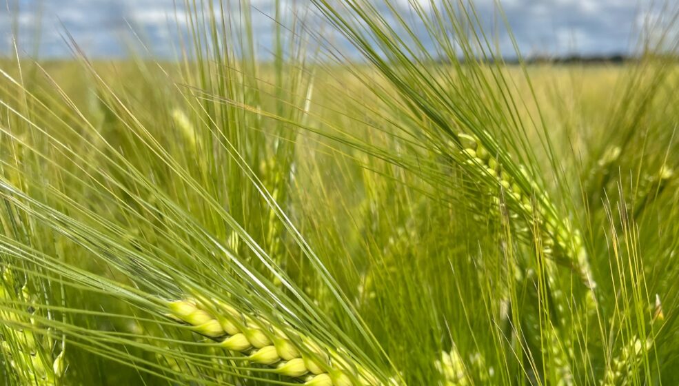 Une « première » en orges de brasserieCARROUSEL et CONSTEL, tolérantes JNO, passent en variétés préférées