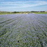 Anthocya, une nouvelle variété de lin d’hiver robuste et productive