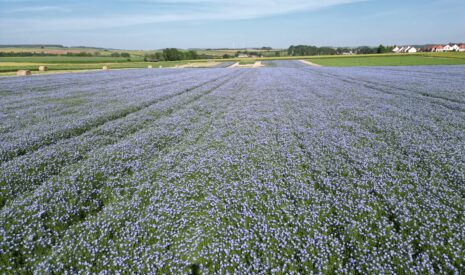 Anthocya, une nouvelle variété de lin d’hiver robuste et productive