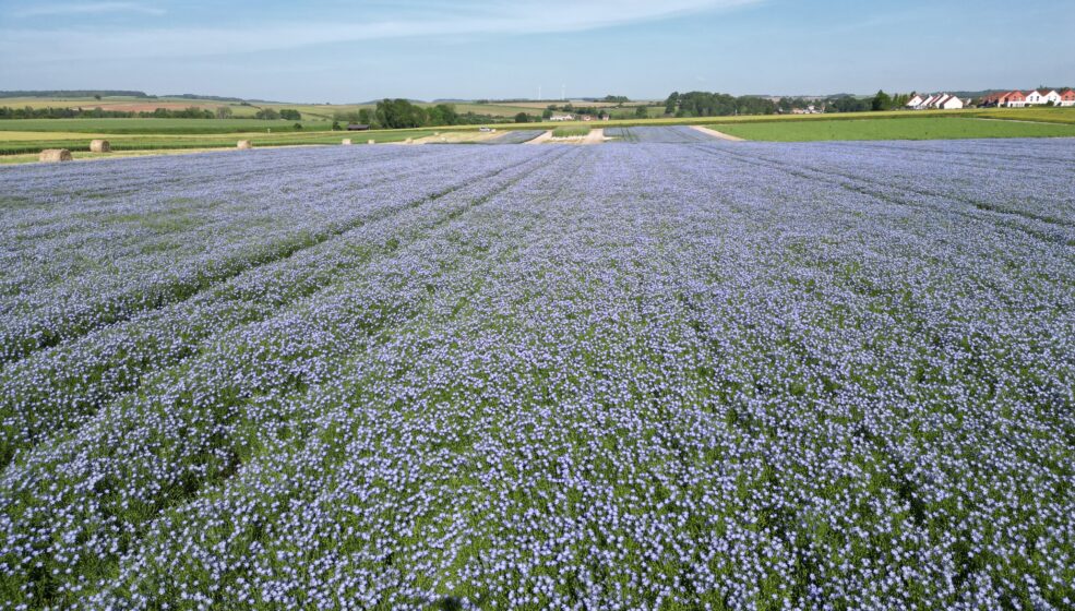 Anthocya, une nouvelle variété de lin d’hiver robuste et productive