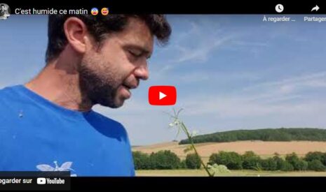 Relevage des vignes