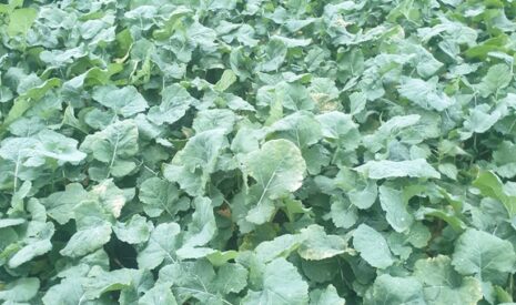 Semer son colza en direct avec des plantes compagnes
