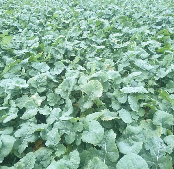 Semer son colza en direct avec des plantes compagnes