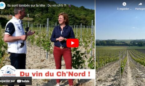Des vignes dans le Pas-de-Calais