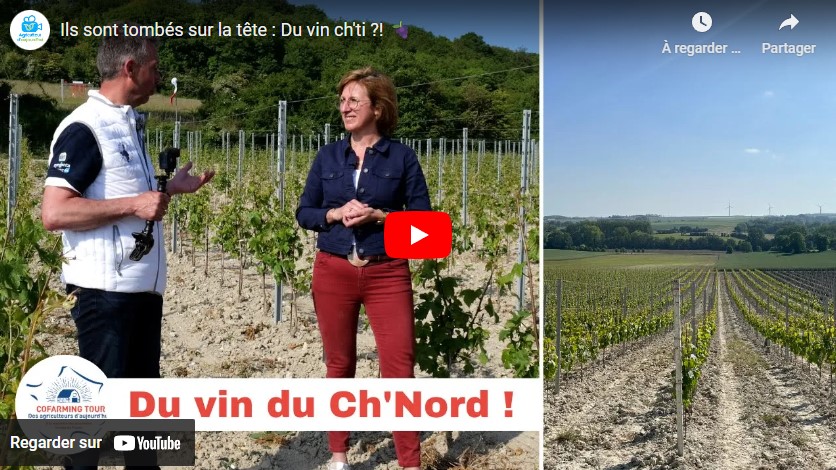 Des vignes dans le Pas-de-Calais