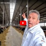 Ils passent de 20 à 600 Vaches