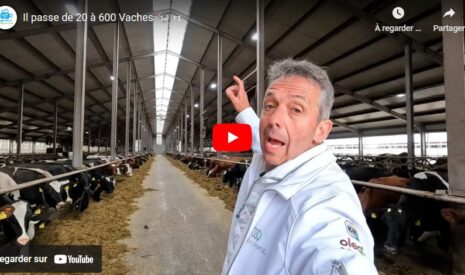 Ils passent de 20 à 600 Vaches