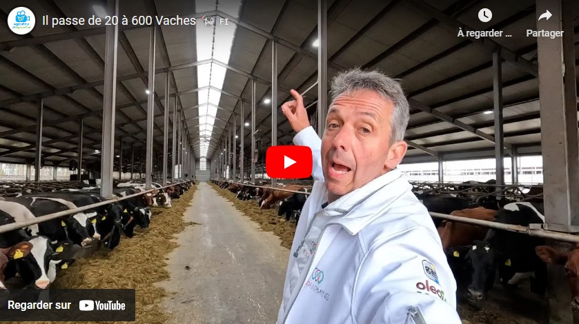 Ils passent de 20 à 600 Vaches