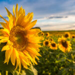 40 ans de progrès génétiqueet d’innovations en TOURNESOL