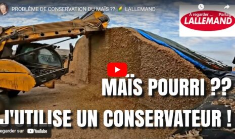 Conservation du maïs avec le conservateur Lallemand