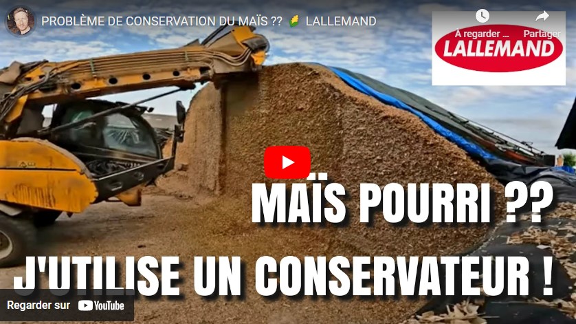 Conservation du maïs avec le conservateur Lallemand
