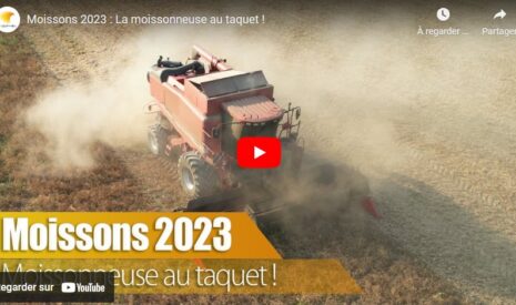 Moisson dans les pois de printemps puis dans les colzas
