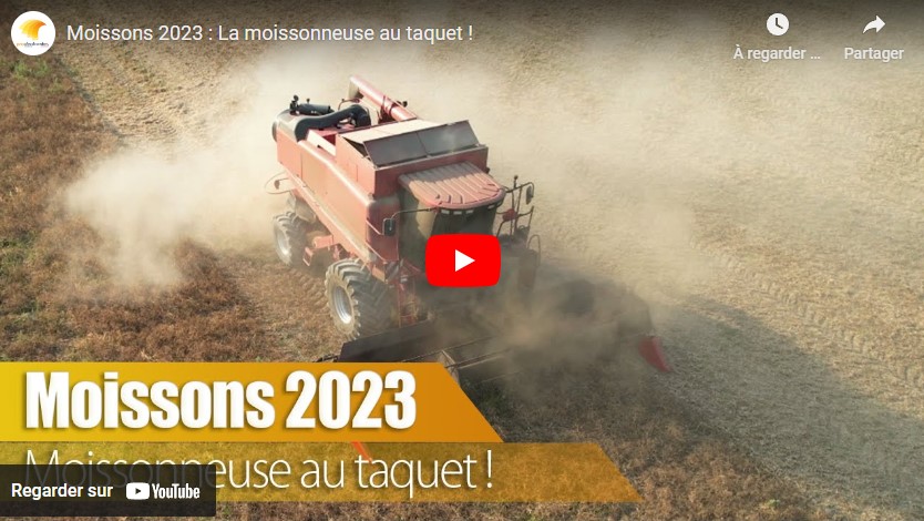 Moisson dans les pois de printemps puis dans les colzas