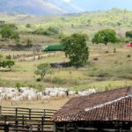 La production mondiale de viande bovine croît chaque année de 1 % par an.