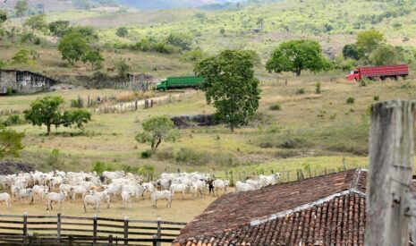 La production mondiale de viande bovine croît chaque année de 1 % par an.