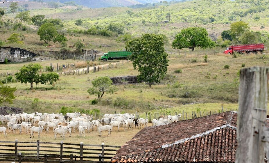 La production mondiale de viande bovine croît chaque année de 1 % par an.