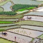 L’Inde, une puissance agricole végétarienne peu ouverte aux marchés