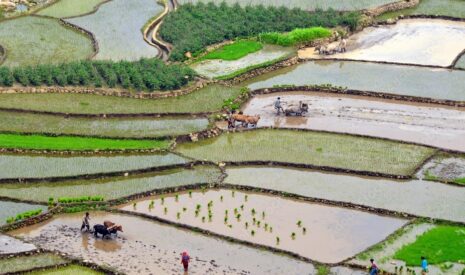 L’Inde, une puissance agricole végétarienne peu ouverte aux marchés