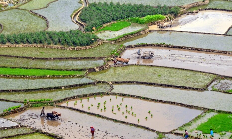 L’Inde, une puissance agricole végétarienne peu ouverte aux marchés