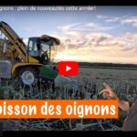 Moisson des oignons