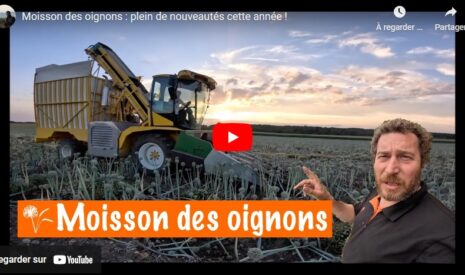 Moisson des oignons