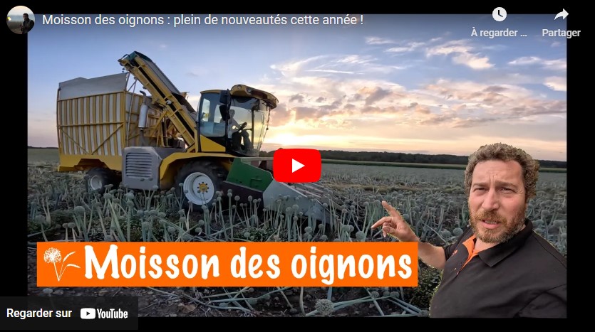 Moisson des oignons