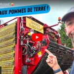 Arrachage des pommes de terre difficile