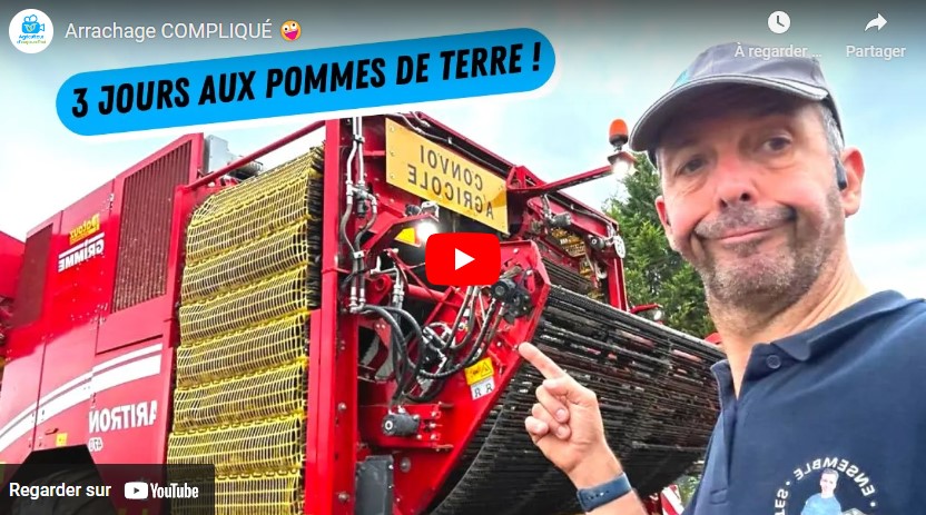 Arrachage des pommes de terre difficile