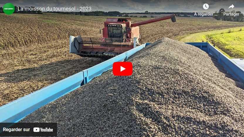 Moisson du tournesol 2023