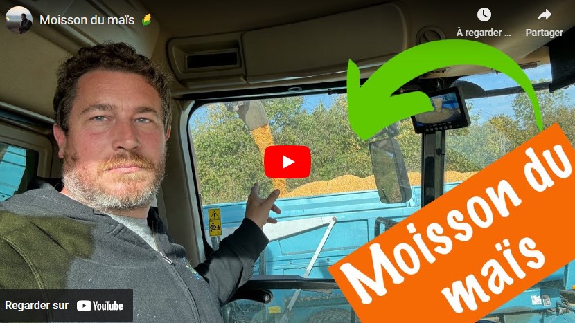 Moisson du maïs
