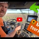 Début de la moisson du tournesol