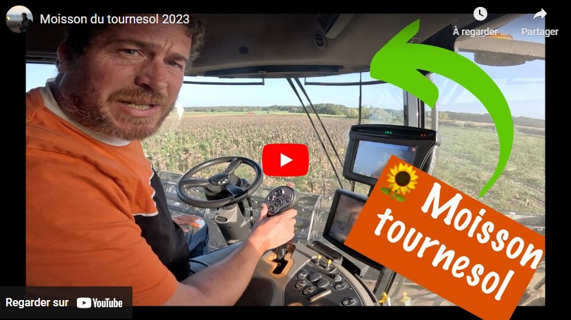 Début de la moisson du tournesol