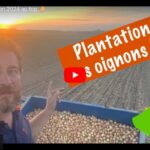 Démarrage de la plantation des oignons pour 2024 !