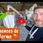 Production de semences de blé