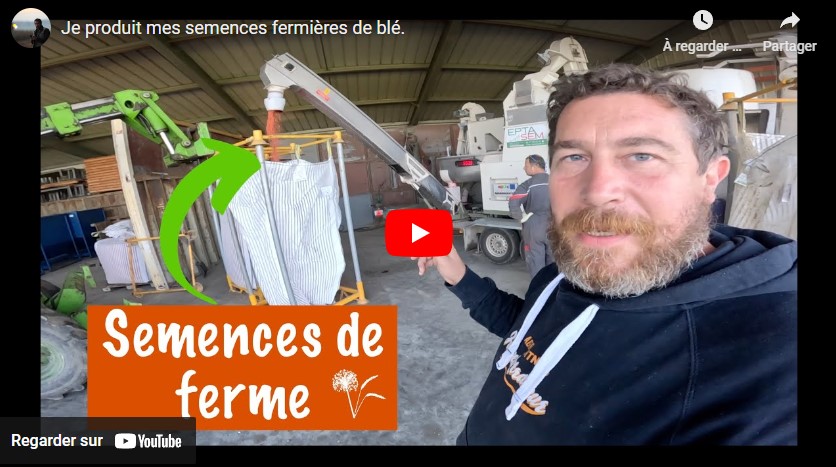 Production de semences de blé